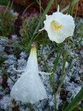 Narcissus 'Nylon Group' seedling