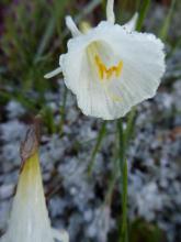 Narcissus 'Nylon Group' seedling