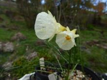 Narcissus 'Gefk'