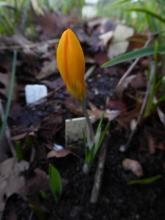 Crocus olivieri ssp olivieri