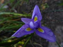 Moraea polystachya