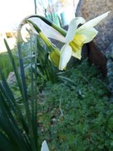 Narcissus 'Viristar'