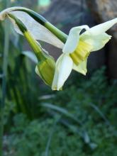 Narcissus 'Viristar'