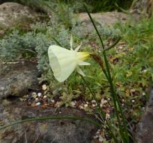 Narcissus "hybrid hoop"