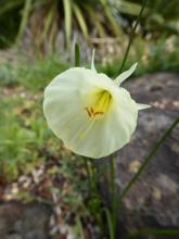 Narcissus "hybrid hoop"