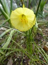 Narcissus 'Ben Bler'