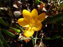 Crocus olivierii ssp olivierii