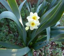 Narcissus 'Taztep'