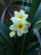 Narcissus 'Taztep'