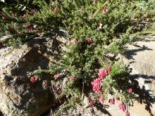 Grevillea lanigera "Mt Tamboritha form"