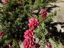 Grevillea lanigera "Mt Tamboritha form"