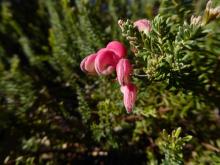 Grevillea lanigera "Mt Tamboritha form"