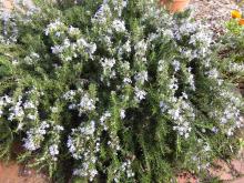 prostrate rosemary