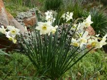 Narcissus 'Viristar'
