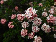 Pomaderris obcordata 'Mallee Princess'