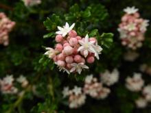 Pomaderris obcordata 'Mallee Princess'