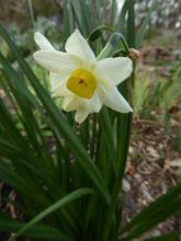 Narcissus 'Omri'
