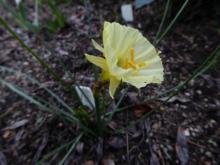 Narcissus 'Pilgrim Clay'