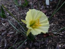 Narcissus 'Pilgrim Clay'