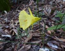 Narcissus 'Galligaskins'