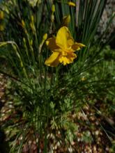 Narcissus fernandesii var cordubensis #02J57