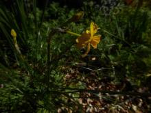 Narcissus fernandesii var cordubensis #02J57