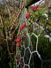 Tropaeolum tricolor in bud