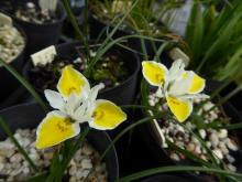 Moraea macronyx