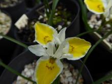 Moraea macronyx