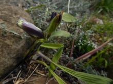 Babiana odorata hybrid with dark exterior