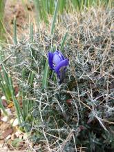 Iris 'Harmony'piercing Teucrium subspinosum