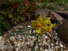 Narcissus tazetta bertoloni