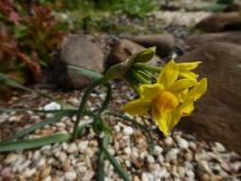 Narcissus tazetta bertoloni