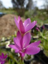 Hesperantha latifolia hybrid?