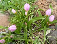 Tulipa saxatilis Bakeri Group  'Lilac Wonder'