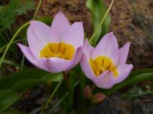 Tulipa saxatilis Bakeri Group  'Lilac Wonder'