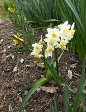 Narcissus 'Brentwood'