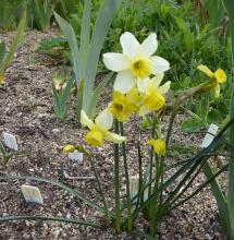 Narcissus (Quickstep x N.fernandesii)