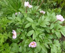 Paeonia kesrouanensis or....?