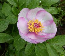 Paeonia kesrouanensis or...?