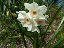 Narcissus 'Fencourt Jewel'