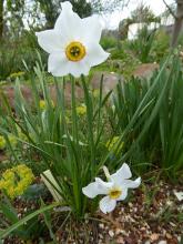 Narcissus 'Ringer'