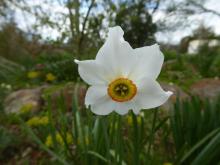 Narcissus 'Ringer'