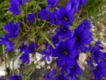 Geissorhiza splendidissima