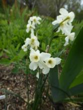 Narcissus Quickstep x N. fernandesii