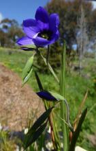 Geissorhiza splendidissima