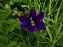 Sparaxis grandiflora, purple form