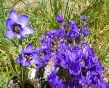 Geissorhiza splendidissima