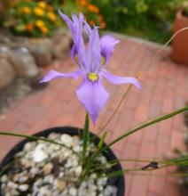 Moraea macrocarpa