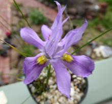 Moraea macrocarpa